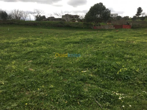 Vente Terrain Boumerdes Bouzegza keddara