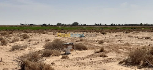 Vente Terrain Agricole El oued Beni guecha