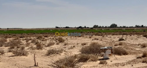 Vente Terrain Agricole El oued Beni guecha
