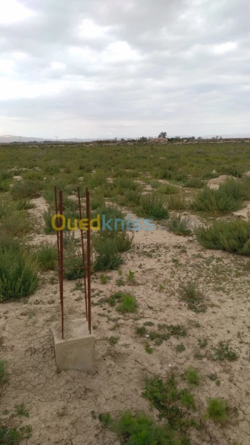 Vente Terrain Relizane Relizane