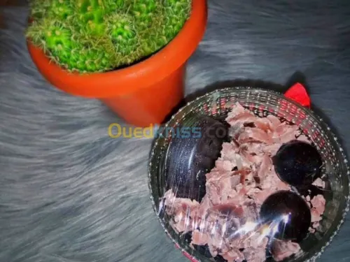 صناعة شموع عطرية فخمة 