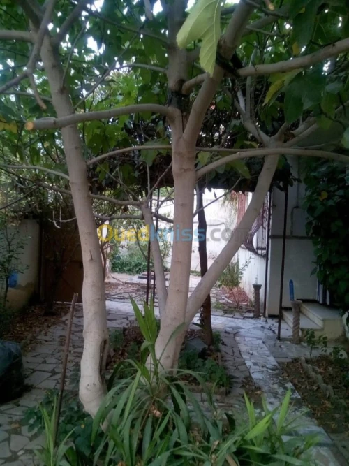 Vente Villa Blida Beni mered