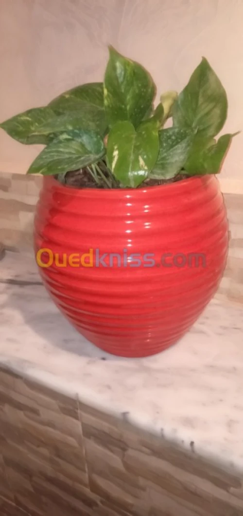 Vente Villa Blida Soumaa