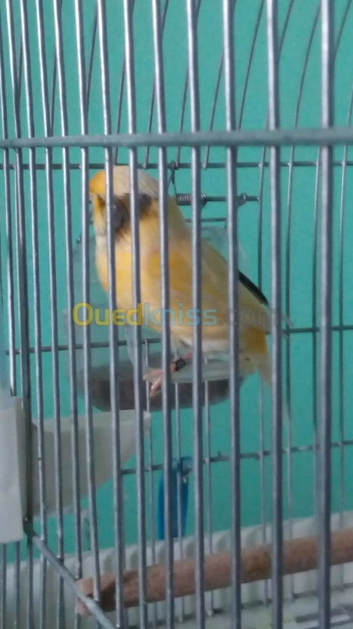canaris Gloster , Frisé , Bronze