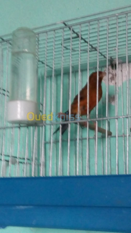 canaris Gloster , Frisé , Bronze
