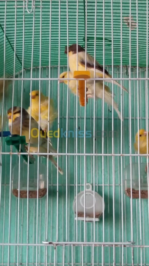 canaris Gloster , Frisé , Bronze