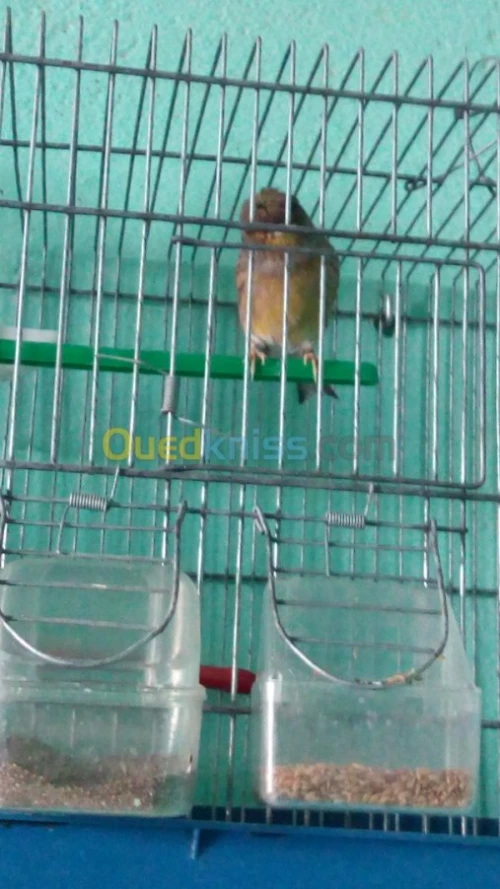 canaris Gloster , Frisé , Bronze