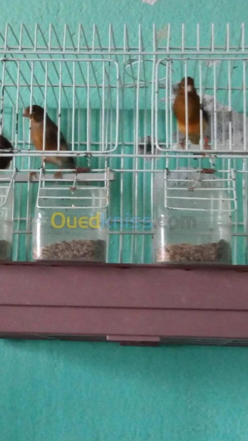 canaris Gloster , Frisé , Bronze