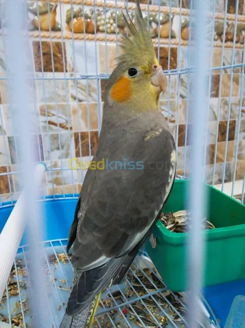 Calipso à vendre