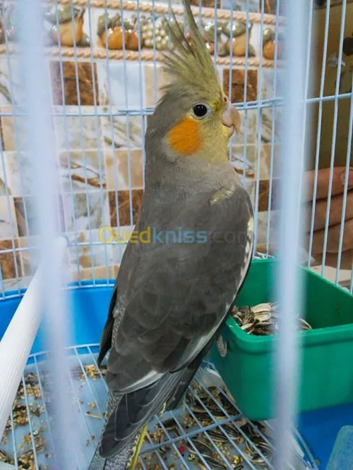 Calipso à vendre