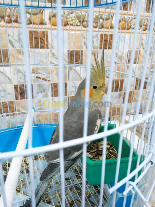 Calipso à vendre