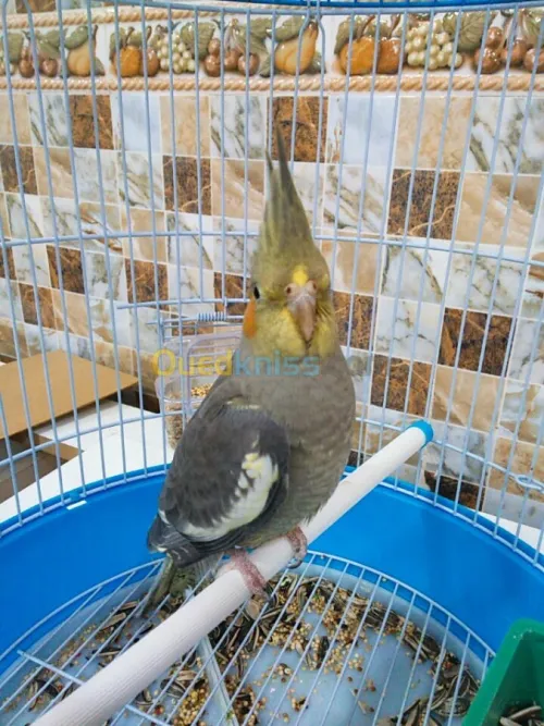 Calipso à vendre