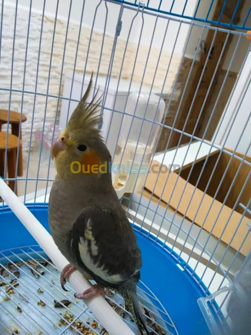 Calipso à vendre