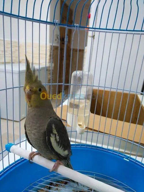 Calipso à vendre