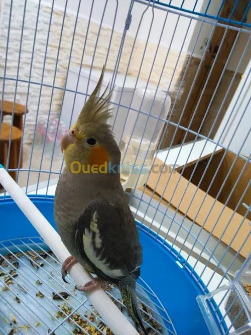 Calipso à vendre