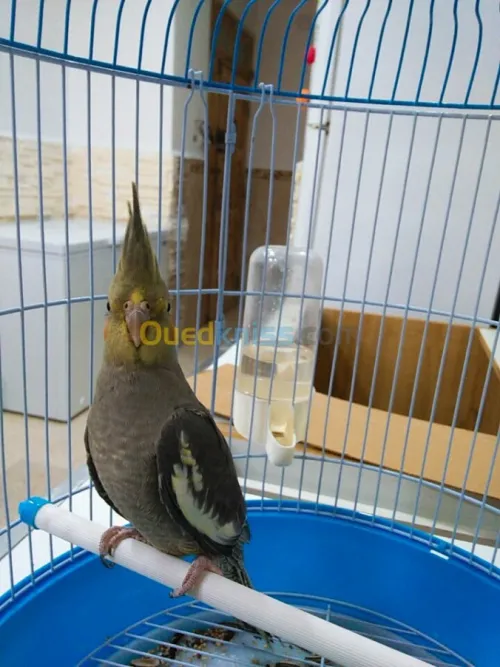 Calipso à vendre
