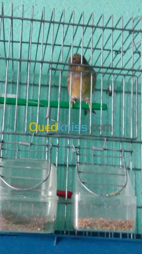CANARIS : Gloster , Frisé , Bronze .