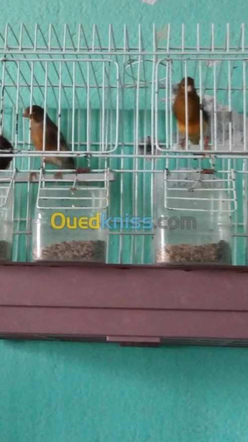 CANARIS : Gloster , Frisé , Bronze .