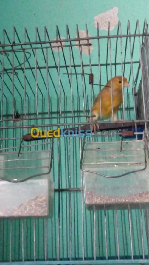 CANARIS : Gloster , Frisé , Bronze .