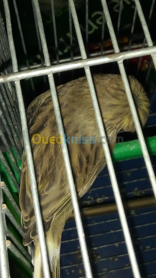 CANARIS : Gloster , Frisé , Bronze .