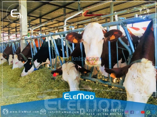 CORNADIS AUTOBLOQUANT SAFE BOVIN 