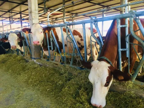 CORNADIS AUTOBLOQUANT SAFE BOVIN 