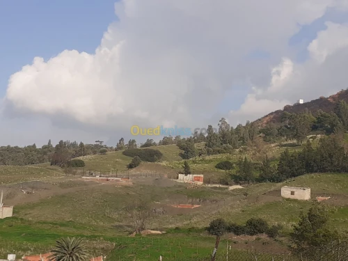 Vente Terrain Blida Hammam melouane