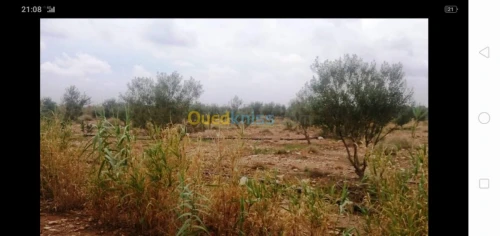 Vente Terrain Agricole Tiaret Ksar chellala