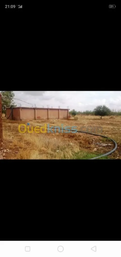 Vente Terrain Agricole Tiaret Ksar chellala