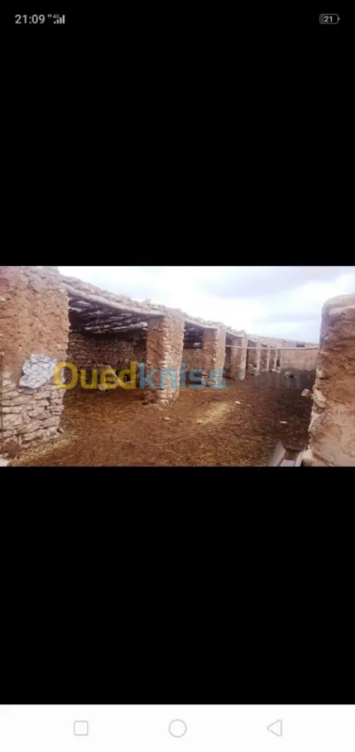 Vente Terrain Agricole Tiaret Ksar chellala