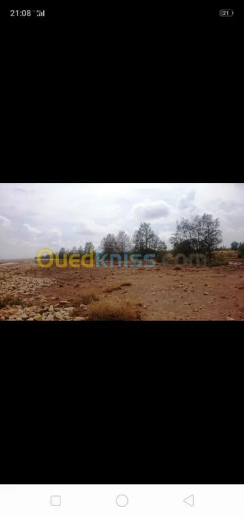 Vente Terrain Agricole Tiaret Ksar chellala
