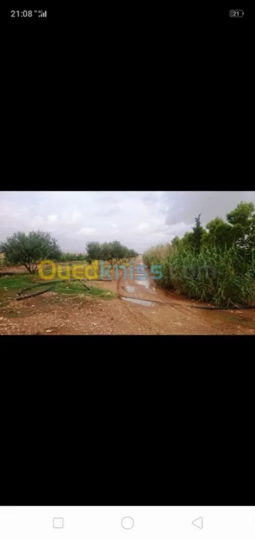 Vente Terrain Agricole Tiaret Ksar chellala