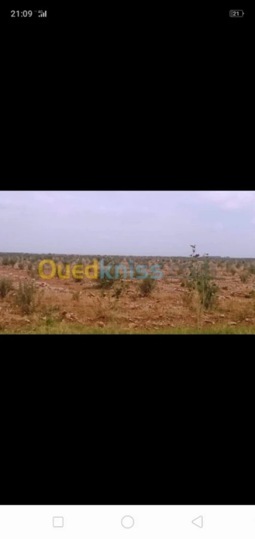 Vente Terrain Agricole Tiaret Ksar chellala