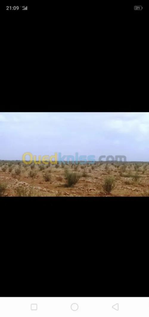 Vente Terrain Agricole Tiaret Ksar chellala