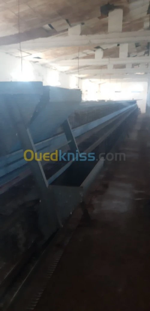 Batterie poule pondeuse 4800