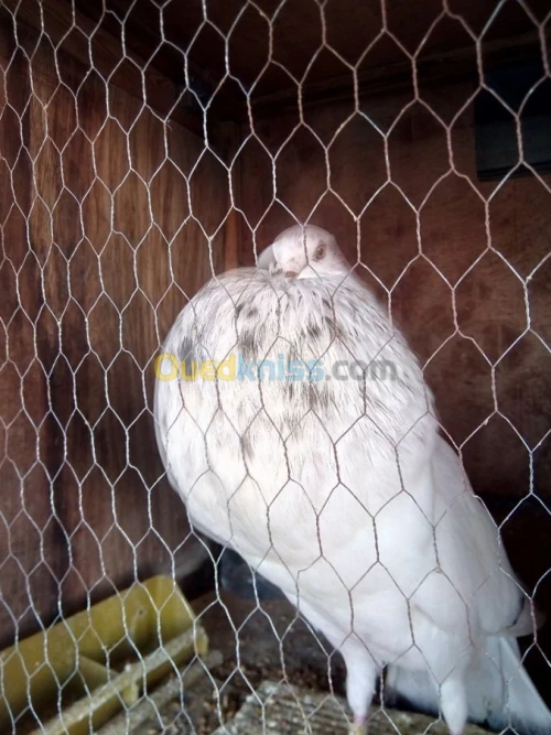 PIGON  HAMAM GADITANO 2 BLANC ET 2 MAR