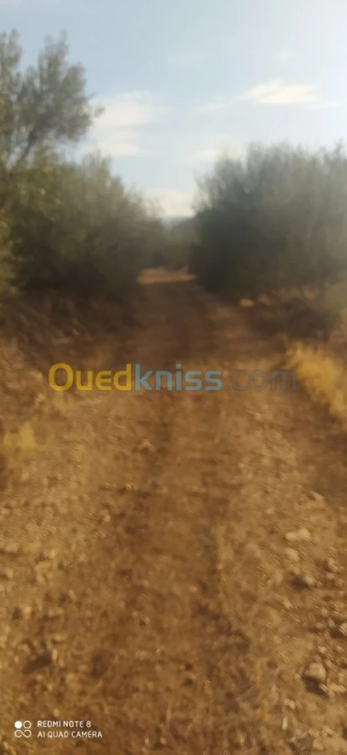 Vente Terrain Bejaia Ait rzine