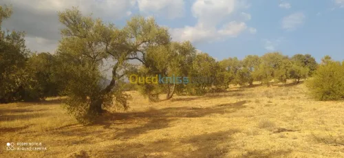 Vente Terrain Bejaia Ait rzine