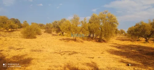 Vente Terrain Bejaia Ait rzine