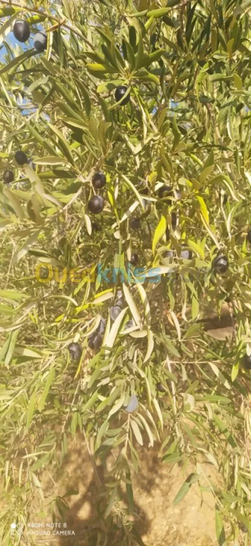 Vente Terrain Bejaia Ait rzine