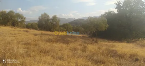 Vente Terrain Bejaia Ait rzine