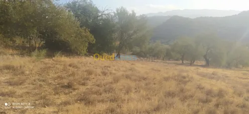 Vente Terrain Bejaia Ait rzine