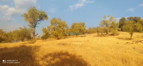 Vente Terrain Bejaia Ait rzine