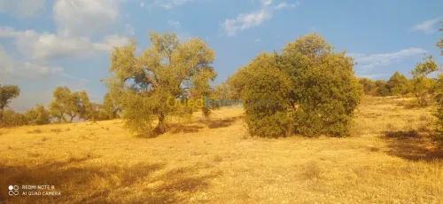 Vente Terrain Bejaia Ait rzine