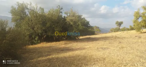Vente Terrain Bejaia Ait rzine