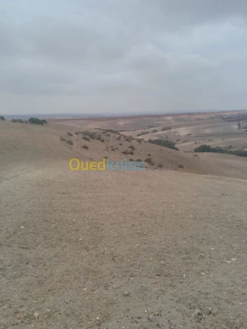 Vente Terrain Agricole Oran Ain el kerma