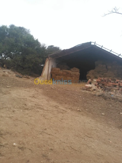 Vente Terrain Agricole Oran Ain el kerma