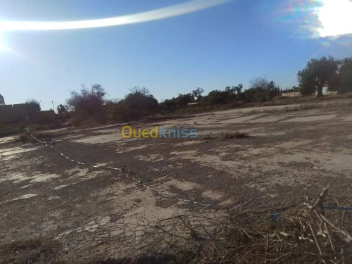 Vente Terrain Tlemcen Hennaya