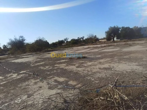 Vente Terrain Tlemcen Hennaya