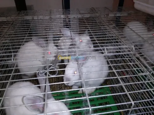 Lapins